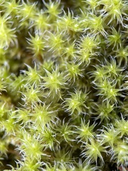 Racomitrium canescens