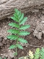 Tanacetum corymbosum