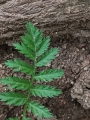 Tanacetum corymbosum