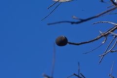 Talisia esculenta