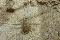 Odiellus spinosus
