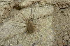Odiellus spinosus