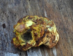 Gastroboletus