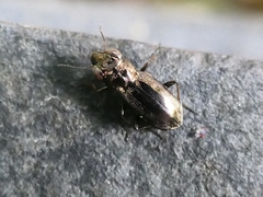 Notiophilus biguttatus