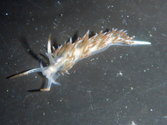 Coryphella cooperi