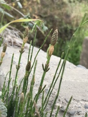Equisetum bogotense