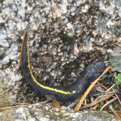 Calotriton asper