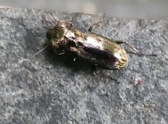 Notiophilus biguttatus