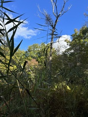 Phragmites australis