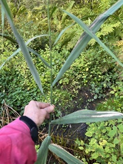 Phragmites australis