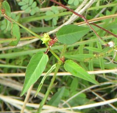 Microstachys corniculata