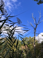 Phragmites australis