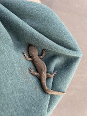 Ambystoma tigrinum