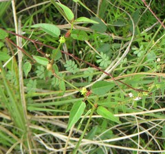 Microstachys corniculata
