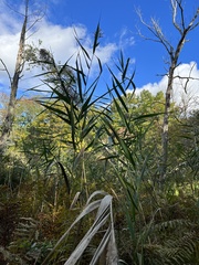Phragmites australis