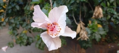 Hibiscus arnottianus