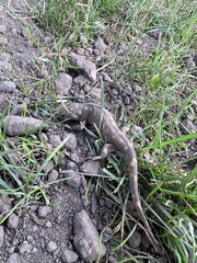 Ambystoma tigrinum
