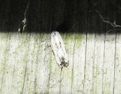 Trachypepla hieropis