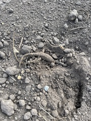 Ambystoma tigrinum