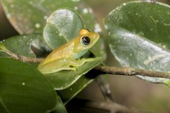 Boophis viridis