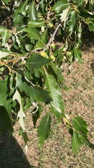 Quercus muehlenbergii