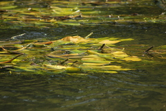 Potamogeton