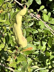 Pistacia terebinthus