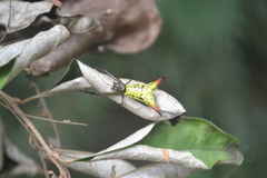 Micrathena crassispina