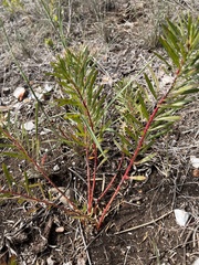 Stillingia texana