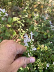 Clinopodium carolinianum