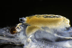 Heterophryxus appendiculatus