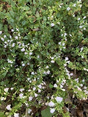 Clinopodium carolinianum