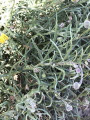 Senecio farinifer