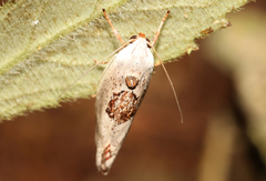 Tymbophora peltastis