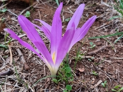 Colchicum montanum