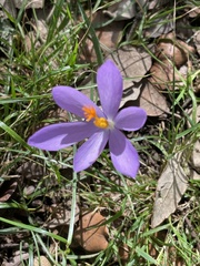 Crocus nudiflorus