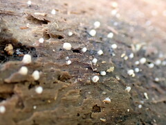 Helicogloea compressa