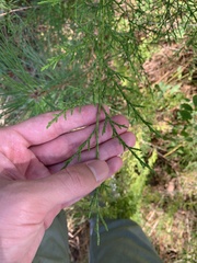 Juniperus virginiana