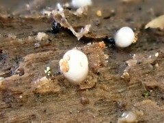 Helicogloea compressa