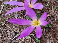 Colchicum montanum