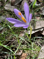 Crocus nudiflorus