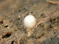 Helicogloea compressa