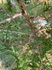 Juniperus virginiana