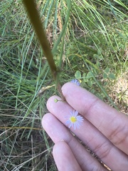 Symphyotrichum subulatum elongatum