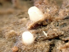 Helicogloea compressa