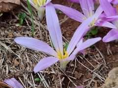 Colchicum montanum