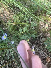 Symphyotrichum subulatum elongatum