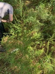 Juniperus virginiana