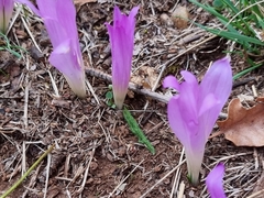 Colchicum montanum