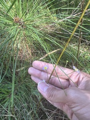 Symphyotrichum subulatum elongatum